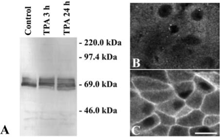 FIG. 5.