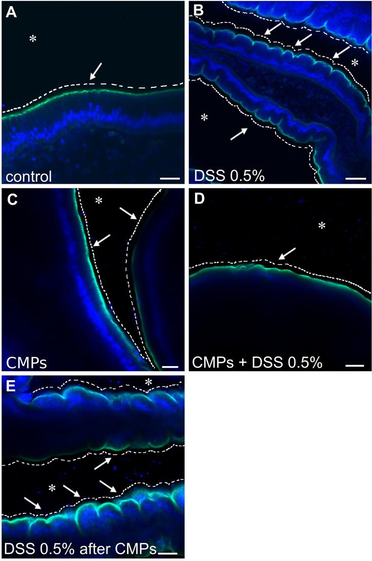 Fig. 8.