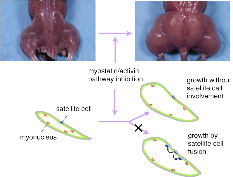 Fig. P1.