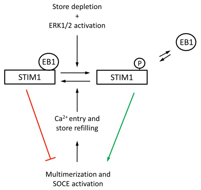 graphic file with name cib-6-e26283-g1.jpg