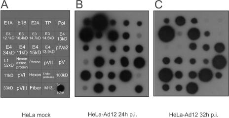 FIG. 1.