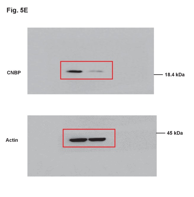 Figure 5—figure supplement 1.