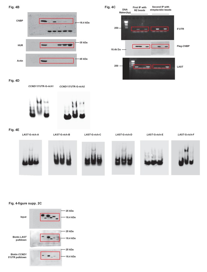 Figure 4—figure supplement 3.