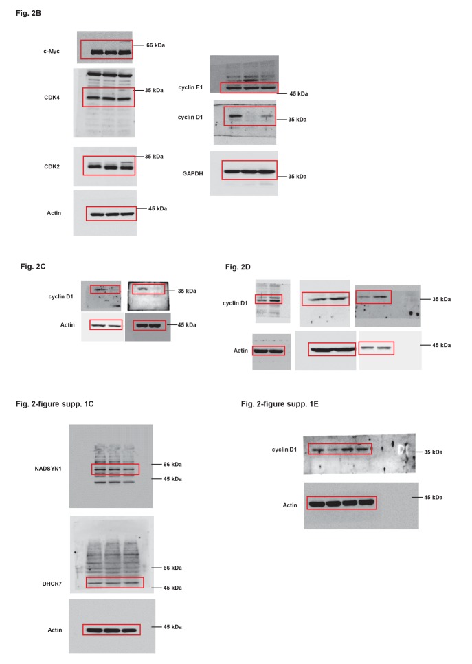 Figure 2—figure supplement 2.