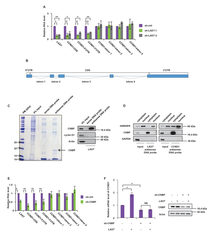 Figure 3—figure supplement 1.