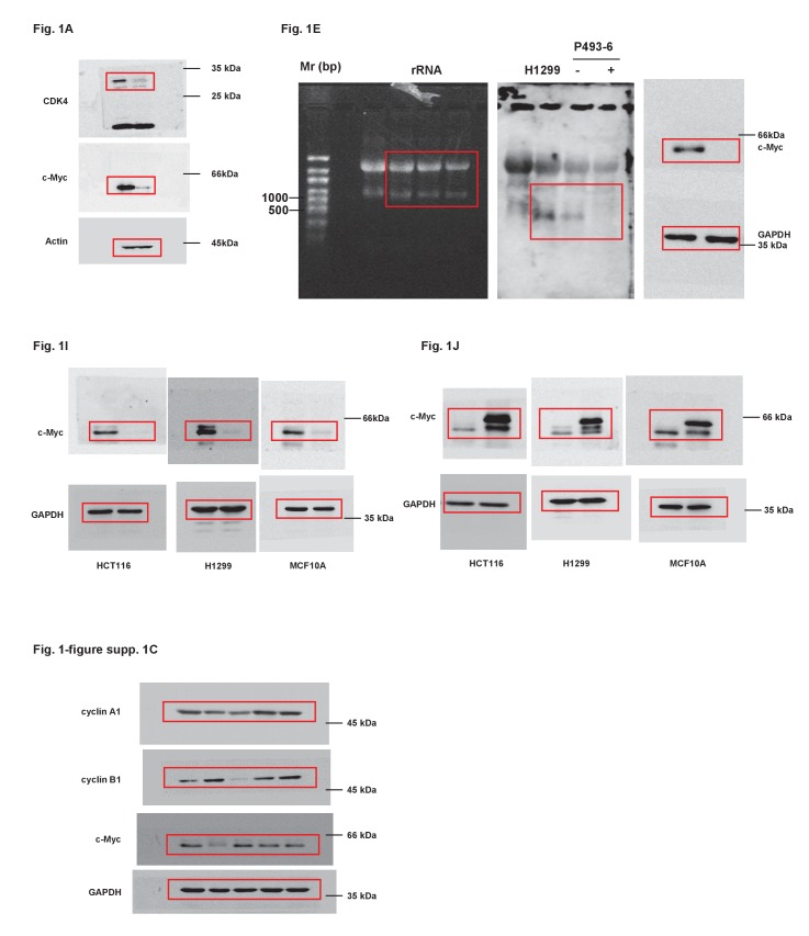 Figure 1—figure supplement 2.