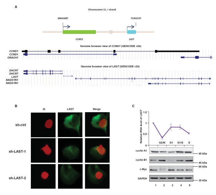 Figure 1—figure supplement 1.