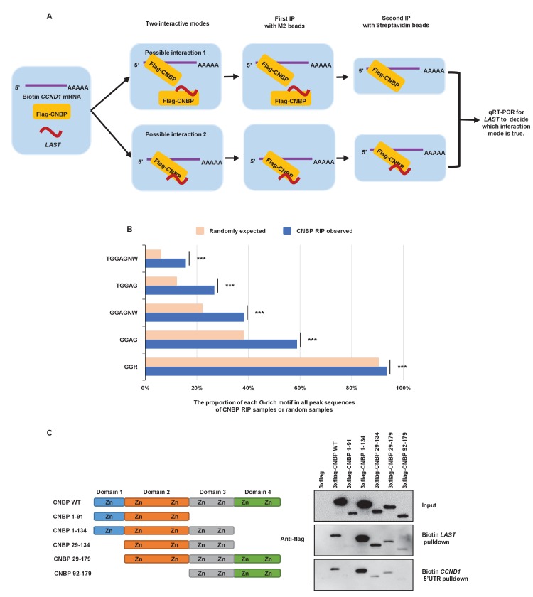 Figure 4—figure supplement 2.