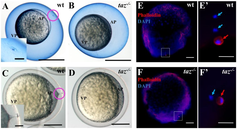 Fig 4