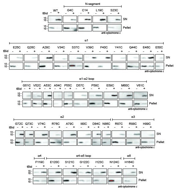 Figure 1—figure supplement 2.