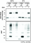 Figure 2—figure supplement 1.