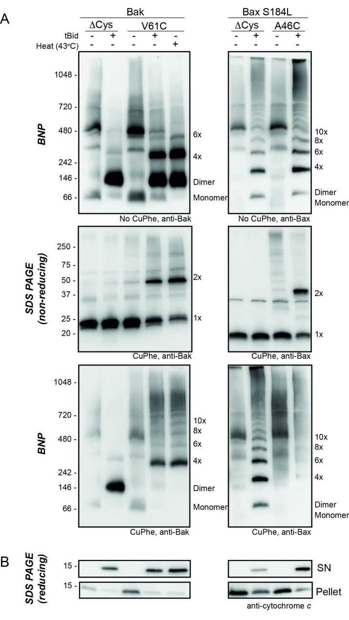 Figure 3—figure supplement 1.