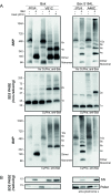 Figure 3—figure supplement 1.