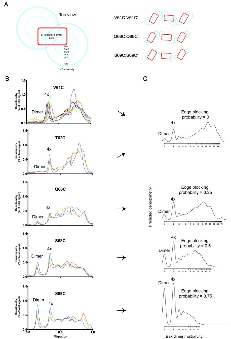 Figure 6—figure supplement 4.