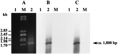 FIG. 5