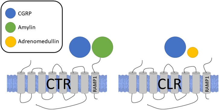 FIGURE 2