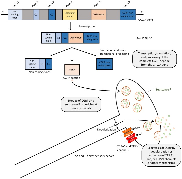 FIGURE 1