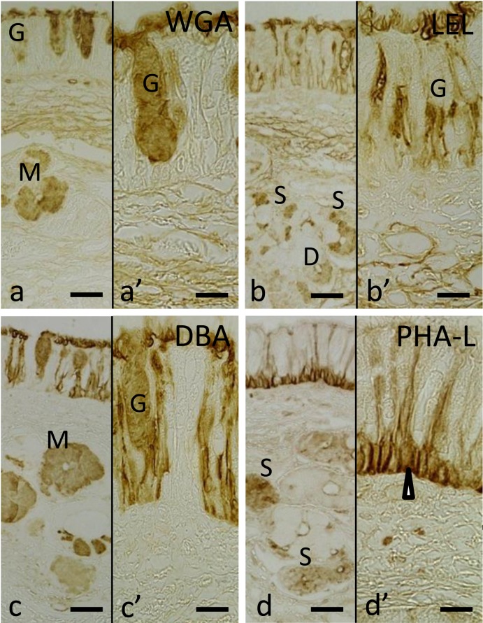 Fig. 5.