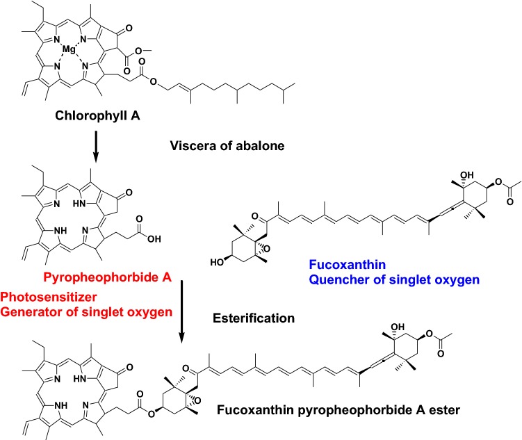 Fig. 11