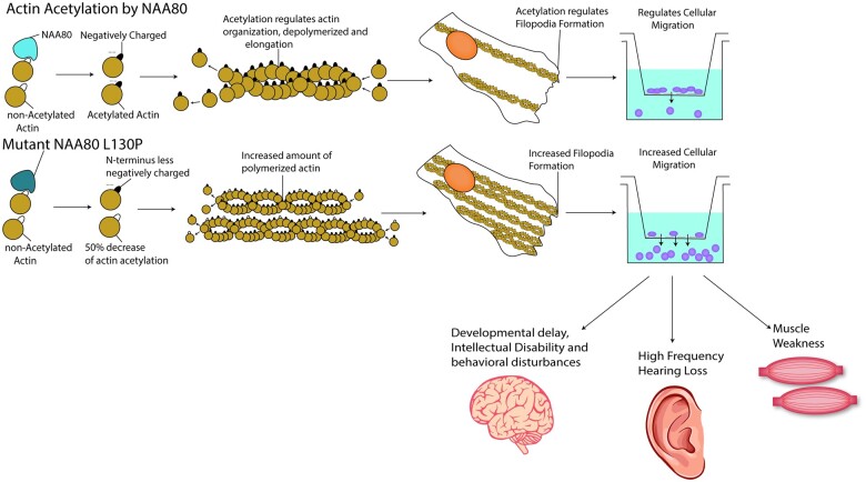 Graphical Abstract