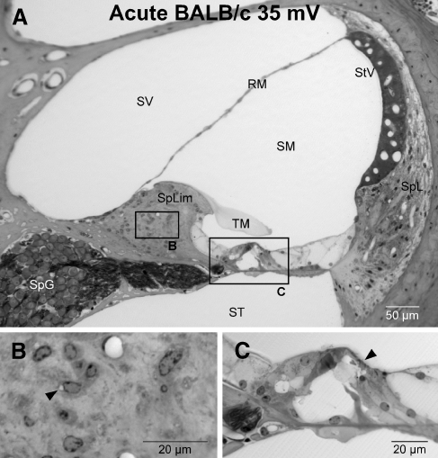 FIG. 2.