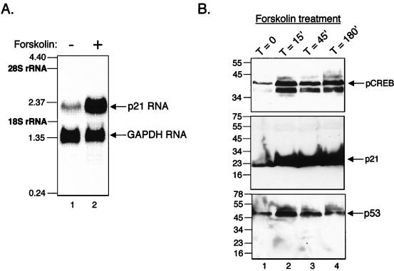 FIG. 7