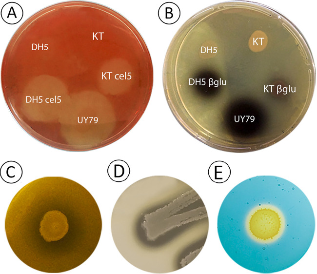 FIG 5