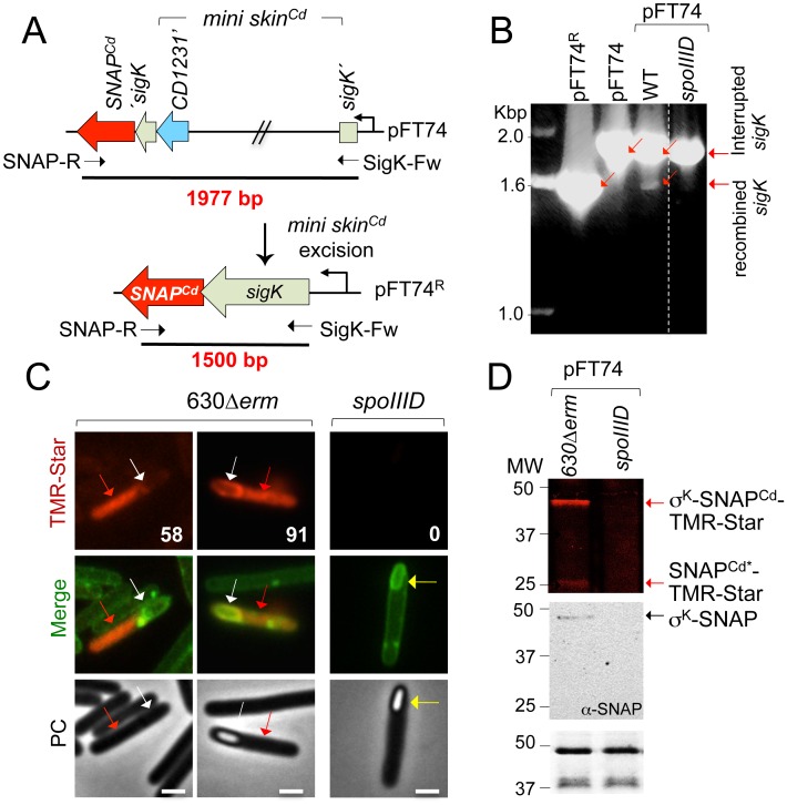 Fig 4