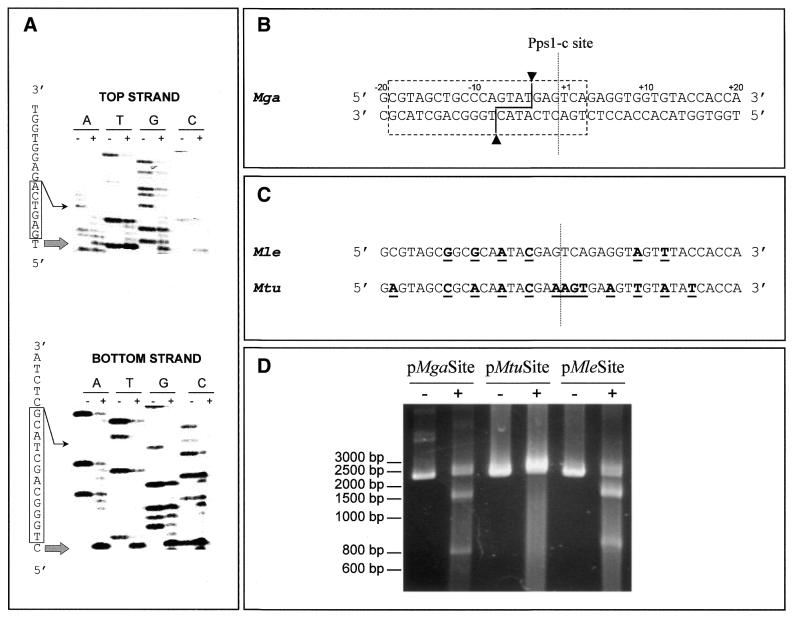 Figure 7