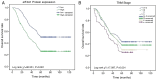 Figure 2. Survival curves confirmin g the prognostic value of eIF4A1 and TNM stage in GC. (A) High eIF4A1 expression was associated with overall survival in patients with GC. (B) TNM stage was associa...