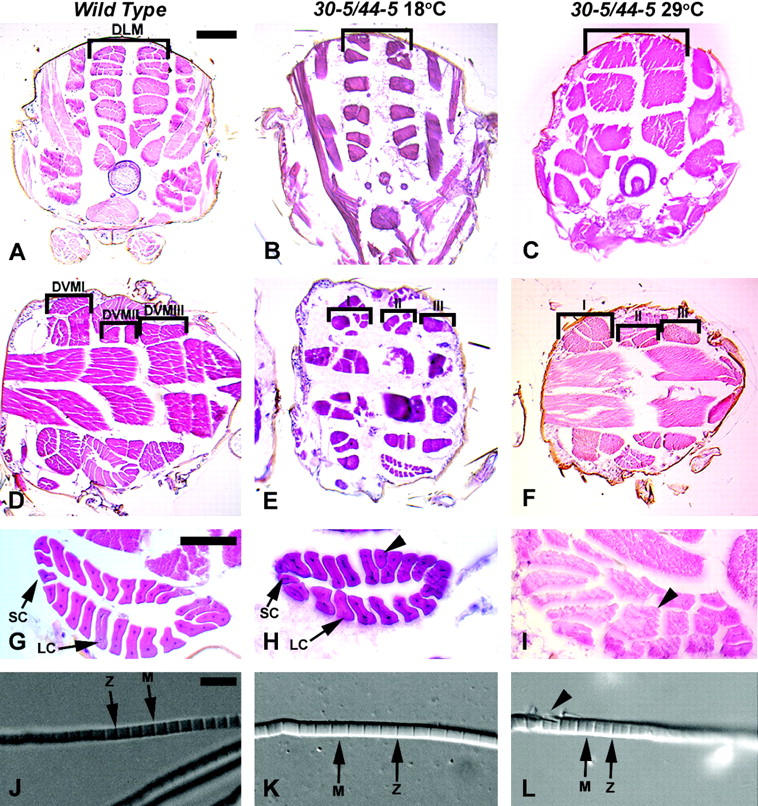 Figure 4.—