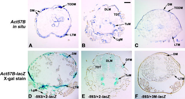 Figure 6.—