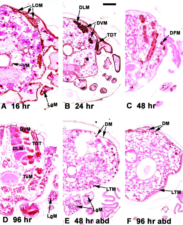 Figure 1.—