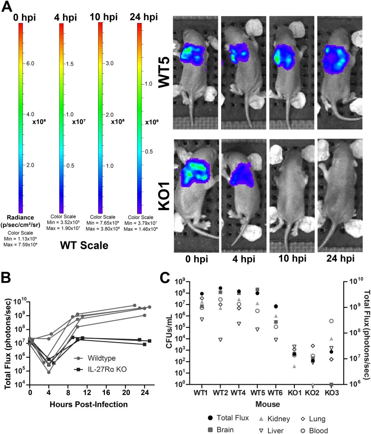 FIG 6