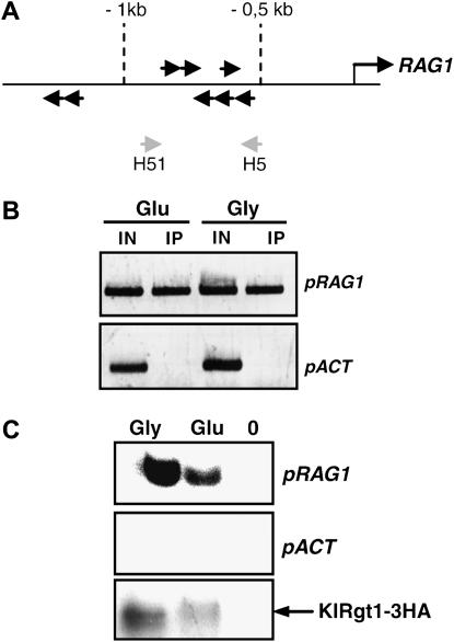 Figure 5.—