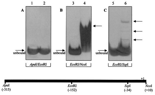 FIG. 1.