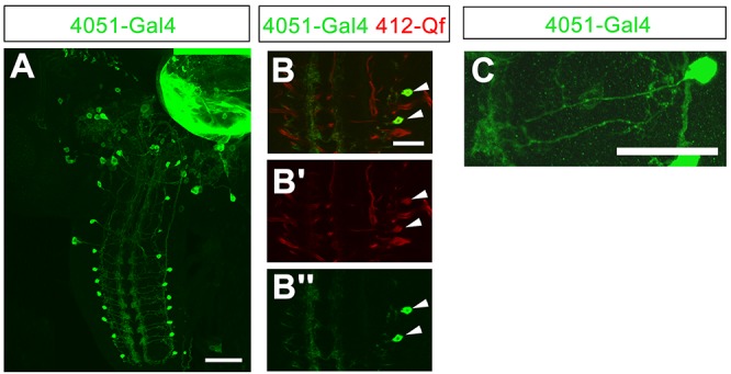 Figure 1—figure supplement 1.