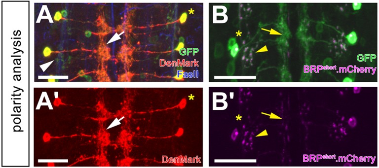 Figure 1—figure supplement 3.