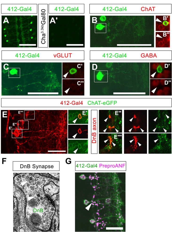 Figure 6—figure supplement 1.