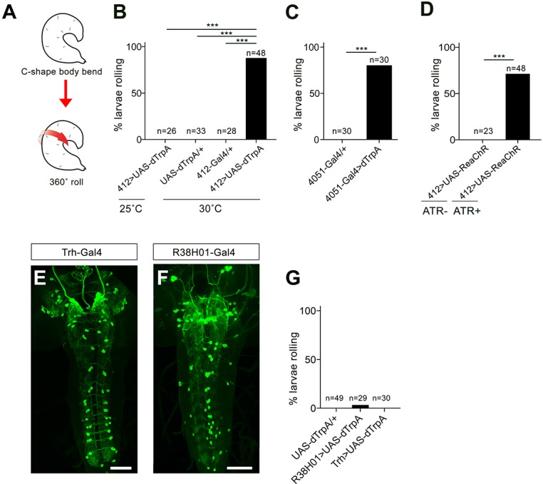 Figure 1—figure supplement 4.