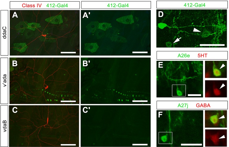 Figure 1—figure supplement 2.