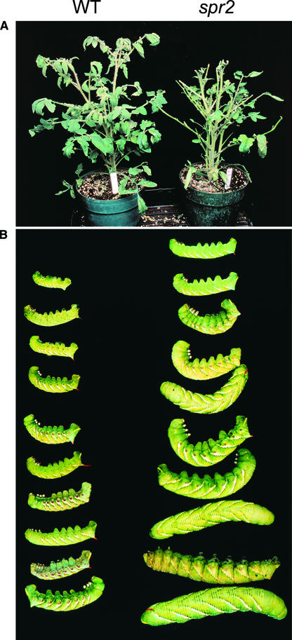 Figure 7.