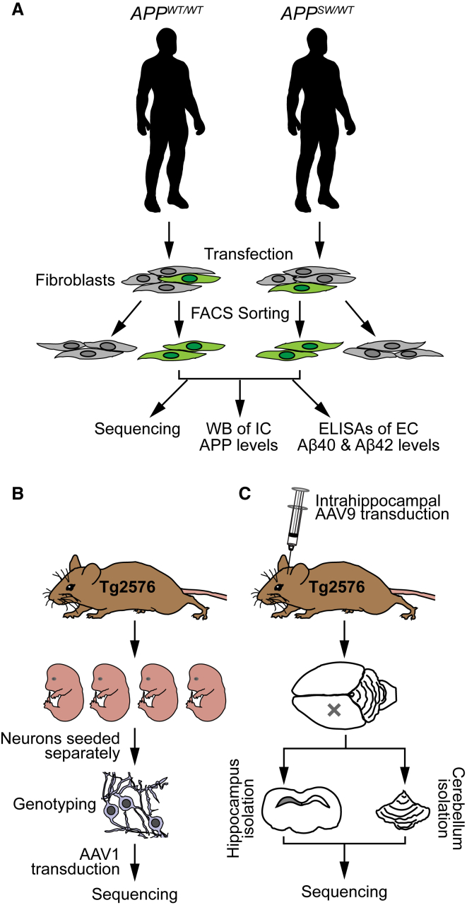 Figure 2