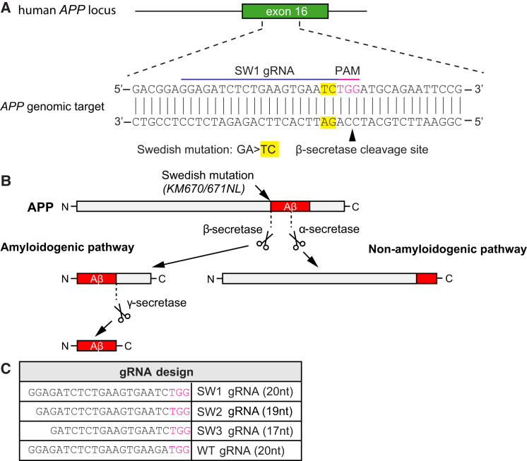 Figure 1