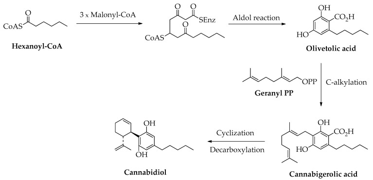 Scheme 4