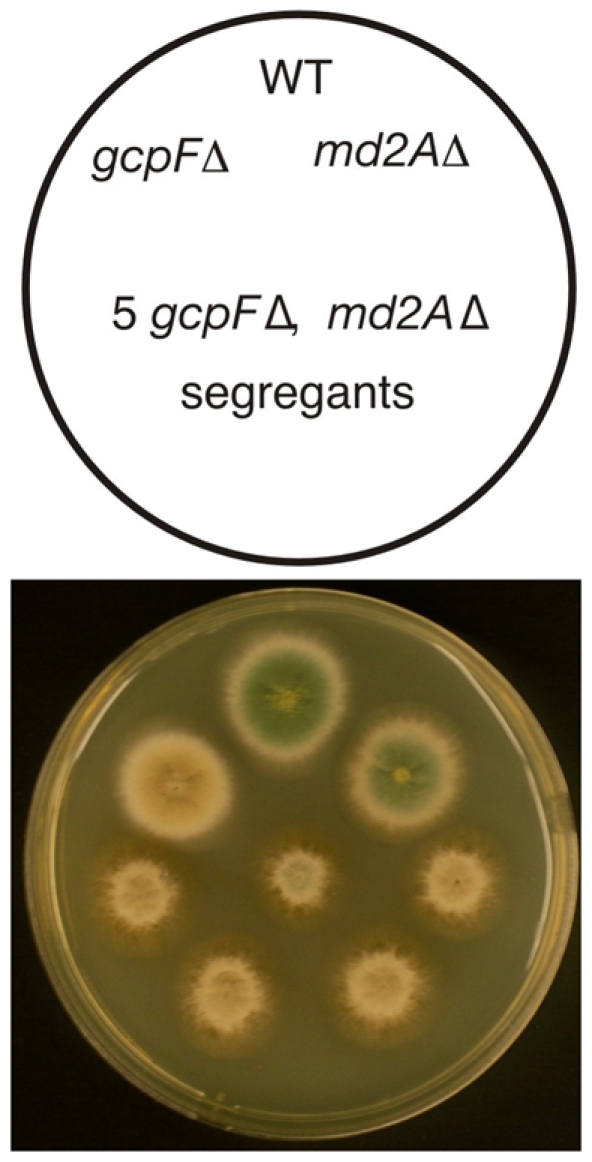 Fig. 7.