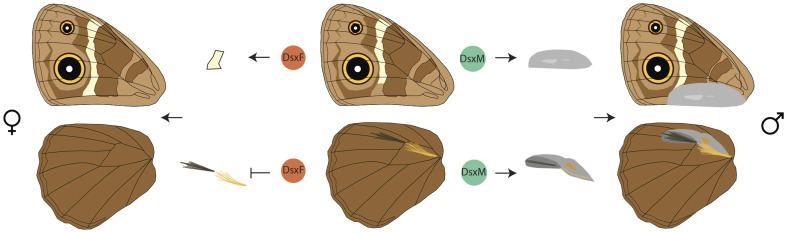 Fig. 6.