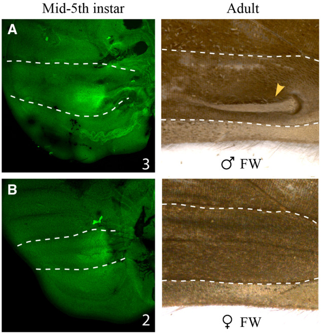 Fig. 5.