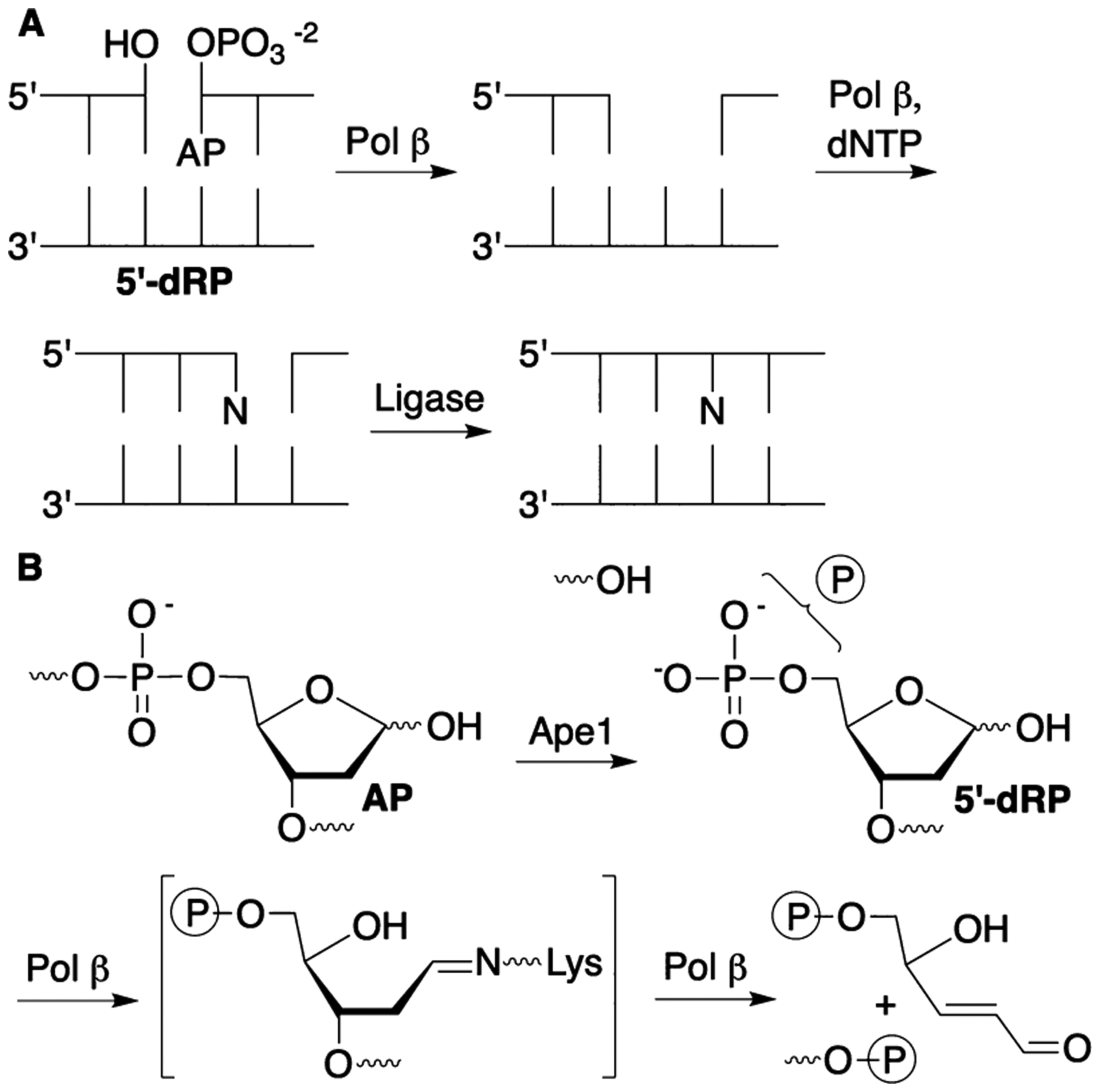 Scheme 1.