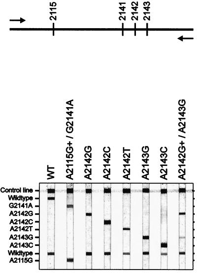 FIG. 1